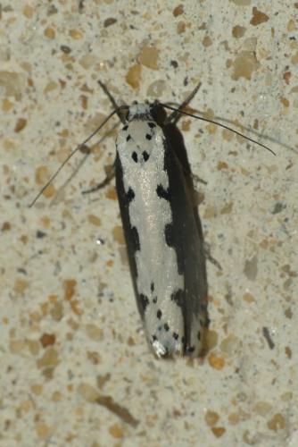Ethmia bipunctella